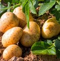 Kartoffelpflanze und bereits geerntete Kartoffeln
