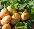 Kartoffelpflanze und bereits geerntete Kartoffeln