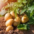 Kartoffelpflanze und bereits geerntete Kartoffeln