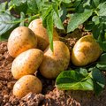 Kartoffelpflanze und bereits geerntete Kartoffeln