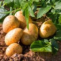 Kartoffelpflanze und bereits geerntete Kartoffeln