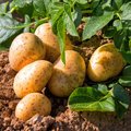 Kartoffelpflanze und bereits geerntete Kartoffeln