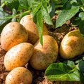 Kartoffelpflanze und bereits geerntete Kartoffeln