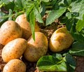 Kartoffelpflanze und bereits geerntete Kartoffeln