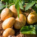 Kartoffelpflanze und bereits geerntete Kartoffeln
