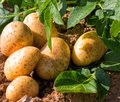 Kartoffelpflanze und bereits geerntete Kartoffeln
