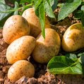 Kartoffelpflanze und bereits geerntete Kartoffeln