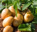 Kartoffelpflanze und bereits geerntete Kartoffeln