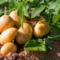 Kartoffelpflanze und bereits geerntete Kartoffeln