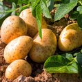 Kartoffelpflanze und bereits geerntete Kartoffeln