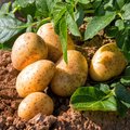 Kartoffelpflanze und bereits geerntete Kartoffeln
