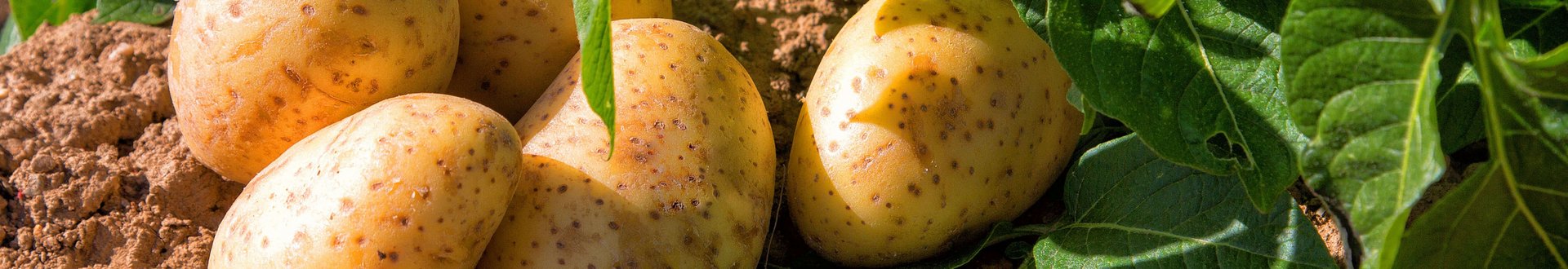 Kartoffelpflanze und bereits geerntete Kartoffeln