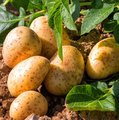 Kartoffelpflanze und bereits geerntete Kartoffeln