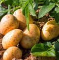 Kartoffelpflanze und bereits geerntete Kartoffeln