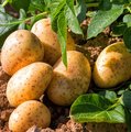 Kartoffelpflanze und bereits geerntete Kartoffeln