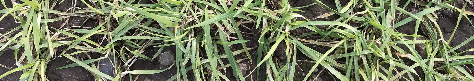 Junge Mangelpflanzen mit gelben Stellen