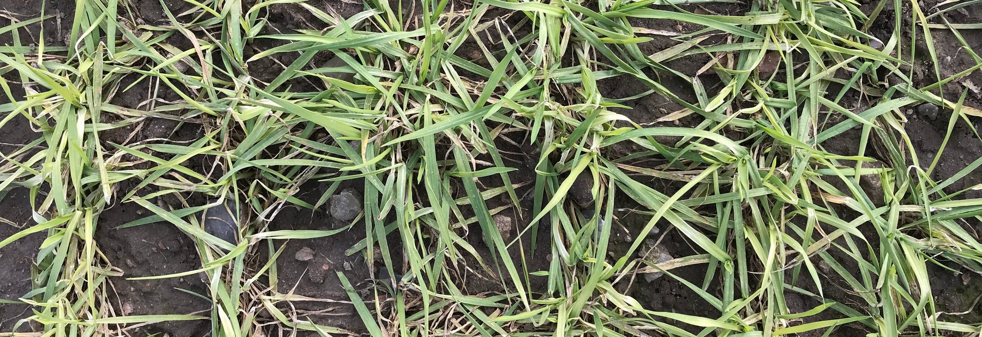 Junge Mangelpflanzen mit gelben Stellen