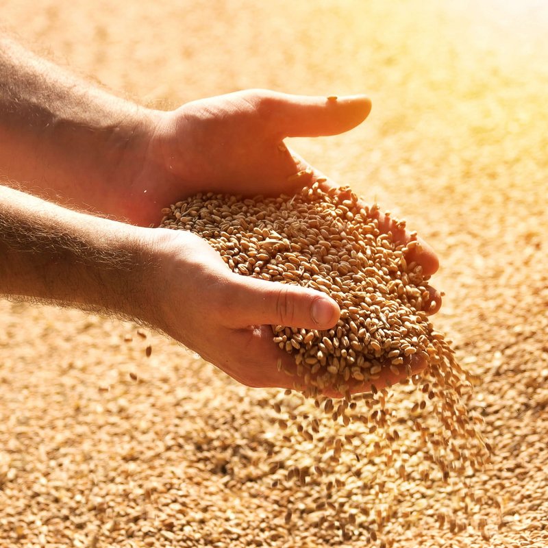 Getreidekörner fallen von Händen