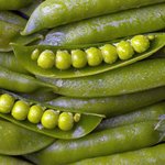 Offene und geschlossene Erbsenschoten auf einem Haufen