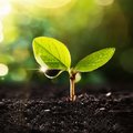 Lebosol® – Keyvisual Produkte Kleine, zweiblättrige Pflanze mit Tropfen am Blatt
