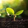 Lebosol® – Keyvisual Produkte Kleine, zweiblättrige Pflanze mit Tropfen am Blatt