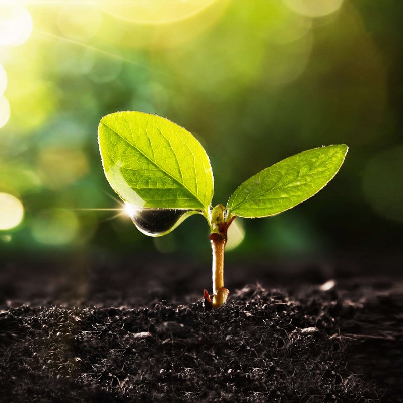 Lebosol® – Keyvisual Produkte Kleine, zweiblättrige Pflanze mit Tropfen am Blatt