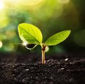 Lebosol® – Keyvisual Produkte Kleine, zweiblättrige Pflanze mit Tropfen am Blatt