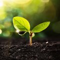 Lebosol® – Keyvisual Produkte Kleine, zweiblättrige Pflanze mit Tropfen am Blatt