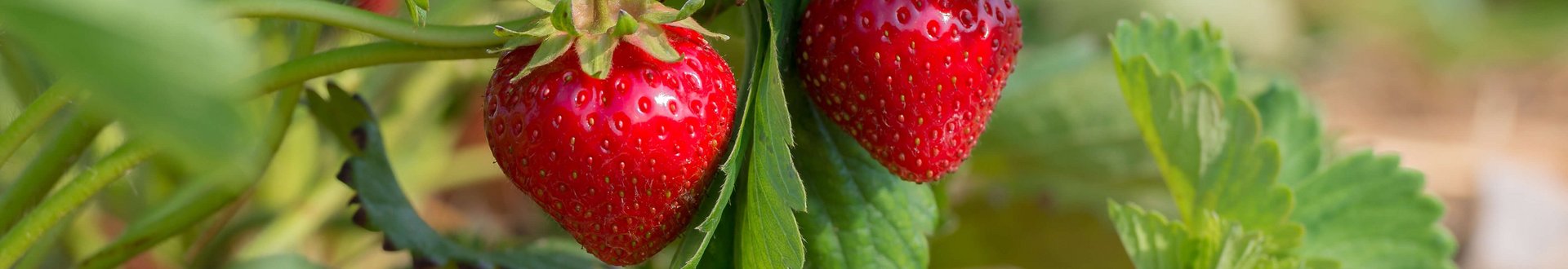 Erdbeerpflanze mit zum Teil schon reifen Erdbeeren