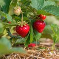 Erdbeerpflanze mit zum Teil schon reifen Erdbeeren