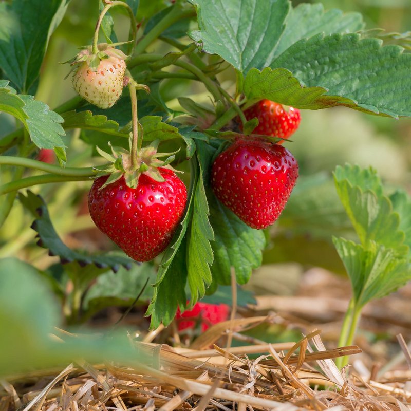 Erdbeerpflanze mit zum Teil schon reifen Erdbeeren