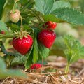 Erdbeerpflanze mit zum Teil schon reifen Erdbeeren