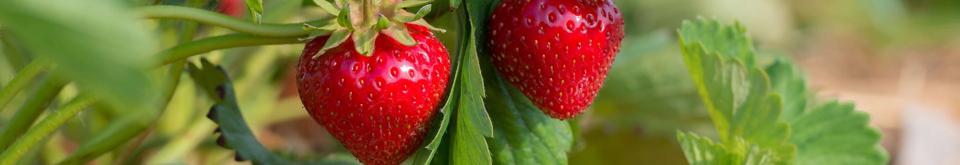 Erdbeerpflanze mit zum Teil schon reifen Erdbeeren