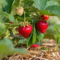Erdbeerpflanze mit zum Teil schon reifen Erdbeeren