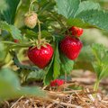 Kultur Obstbau – Erdbeeren Erdbeerpflanze mit zum Teil schon reifen Erdbeeren