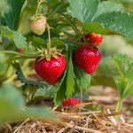 Erdbeerpflanze mit zum Teil schon reifen Erdbeeren