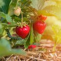 Erdbeerpflanze mit zum Teil schon reifen Erdbeeren