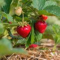 Erdbeerpflanze mit zum Teil schon reifen Erdbeeren