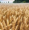 Roggenfeld mit Ähren an denen kleine Wassertropfen zu sehen sind