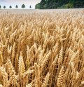 Roggenfeld mit Ähren an denen kleine Wassertropfen zu sehen sind