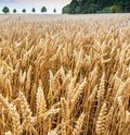 Roggenfeld mit Ähren an denen kleine Wassertropfen zu sehen sind