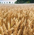 Roggenfeld mit Ähren an denen kleine Wassertropfen zu sehen sind