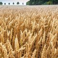 Roggenfeld mit Ähren an denen kleine Wassertropfen zu sehen sind