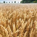 Roggenfeld mit Ähren an denen kleine Wassertropfen zu sehen sind