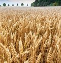 Roggenfeld mit Ähren an denen kleine Wassertropfen zu sehen sind