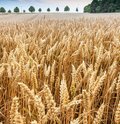 Roggenfeld mit Ähren an denen kleine Wassertropfen zu sehen sind