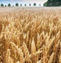 Roggenfeld mit Ähren an denen kleine Wassertropfen zu sehen sind