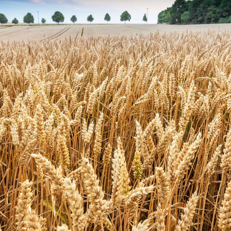 Roggenfeld mit Ähren an denen kleine Wassertropfen zu sehen sind