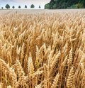 Roggenfeld mit Ähren an denen kleine Wassertropfen zu sehen sind