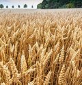 Roggenfeld mit Ähren an denen kleine Wassertropfen zu sehen sind